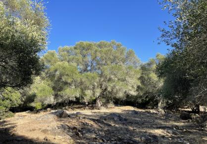 Вилла - Финка, Castellar de la Frontera Costa de la Luz Cádiz R4020931 61