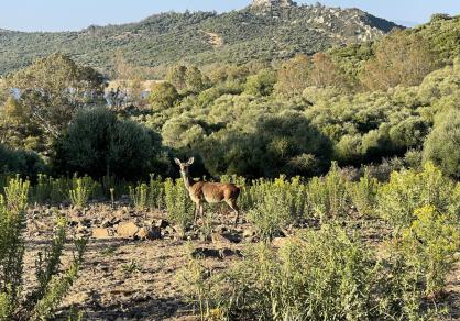 Вилла - Финка, Castellar de la Frontera Costa de la Luz Cádiz R4020931 83