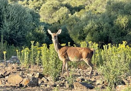 Вилла - Финка, Castellar de la Frontera Costa de la Luz Cádiz R4020931 84