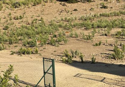 Villa - Finca, Castellar de la Frontera Costa de la Luz Cádiz R4020931 81