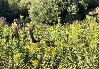 Villa - Finca, Castellar de la Frontera Costa de la Luz Cádiz R4020931 84